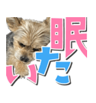 テンちゃんの日 day1（個別スタンプ：10）