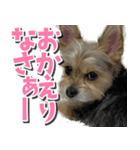 テンちゃんの日 day1（個別スタンプ：11）