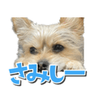 テンちゃんの日 day1（個別スタンプ：12）