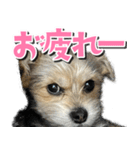 テンちゃんの日 day1（個別スタンプ：13）