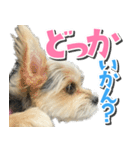 テンちゃんの日 day1（個別スタンプ：14）