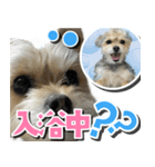 テンちゃんの日 day1（個別スタンプ：15）