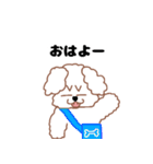 トイプードルのトーイ2（個別スタンプ：1）