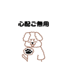 トイプードルのトーイ2（個別スタンプ：10）
