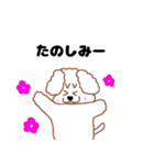 トイプードルのトーイ2（個別スタンプ：25）