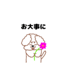 トイプードルのトーイ2（個別スタンプ：33）
