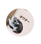 動物の毎日は最高？（個別スタンプ：5）