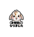 【敬語で挨拶】うさぎの使いやすいスタンプ（個別スタンプ：10）