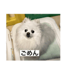 うちの犬スタンプ   (ポメだよ…) 第二弾（個別スタンプ：3）