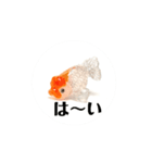 kiirobanagoldfish（動く金魚）（個別スタンプ：1）