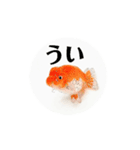 kiirobanagoldfish（動く金魚）（個別スタンプ：4）