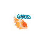 kiirobanagoldfish（動く金魚）（個別スタンプ：7）