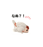 kiirobanagoldfish（動く金魚）（個別スタンプ：10）