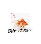 kiirobanagoldfish（動く金魚）（個別スタンプ：12）