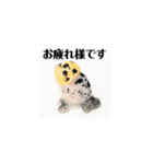 kiirobanagoldfish（動く金魚）（個別スタンプ：13）