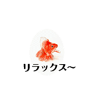 kiirobanagoldfish（動く金魚）（個別スタンプ：14）