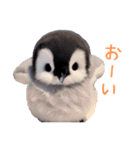 もふもふペンギン2（個別スタンプ：31）