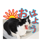 いたずらクーとおっとりミミ2（個別スタンプ：1）
