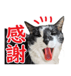 いたずらクーとおっとりミミ2（個別スタンプ：6）