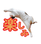 いたずらクーとおっとりミミ2（個別スタンプ：7）