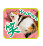 いたずらクーとおっとりミミ2（個別スタンプ：8）