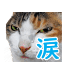 いたずらクーとおっとりミミ2（個別スタンプ：9）