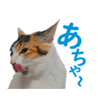 いたずらクーとおっとりミミ2（個別スタンプ：10）