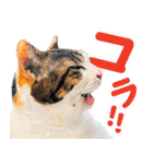いたずらクーとおっとりミミ2（個別スタンプ：12）