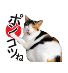 いたずらクーとおっとりミミ2（個別スタンプ：13）