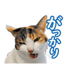 いたずらクーとおっとりミミ2（個別スタンプ：15）