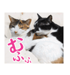 いたずらクーとおっとりミミ2（個別スタンプ：21）