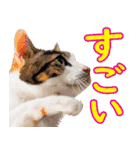 いたずらクーとおっとりミミ2（個別スタンプ：22）