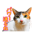 いたずらクーとおっとりミミ2（個別スタンプ：24）