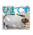 いたずらクーとおっとりミミ2（個別スタンプ：25）