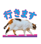 いたずらクーとおっとりミミ2（個別スタンプ：26）