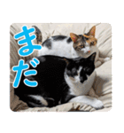 いたずらクーとおっとりミミ2（個別スタンプ：29）
