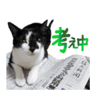 いたずらクーとおっとりミミ2（個別スタンプ：34）