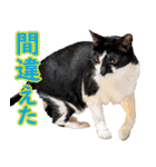 いたずらクーとおっとりミミ2（個別スタンプ：35）