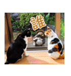 いたずらクーとおっとりミミ2（個別スタンプ：37）