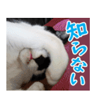 いたずらクーとおっとりミミ2（個別スタンプ：39）