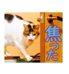 いたずらクーとおっとりミミ2（個別スタンプ：40）