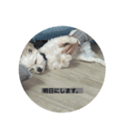 ちーむどうぶつ（個別スタンプ：3）