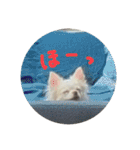 ちーむどうぶつ（個別スタンプ：39）