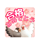 【文鳥】動く！桜でお祝いPop-Up（個別スタンプ：1）