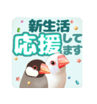 【文鳥】動く！桜でお祝いPop-Up（個別スタンプ：4）