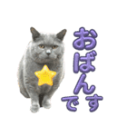 犬猫三昧①❼（個別スタンプ：1）