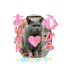 犬猫三昧①❼（個別スタンプ：2）