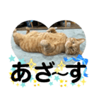 犬猫三昧①❼（個別スタンプ：3）