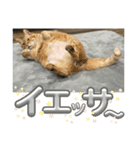 犬猫三昧①❼（個別スタンプ：4）
