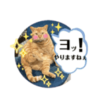 犬猫三昧①❼（個別スタンプ：5）